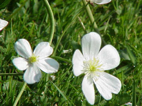 Ranunculus aconitifolius